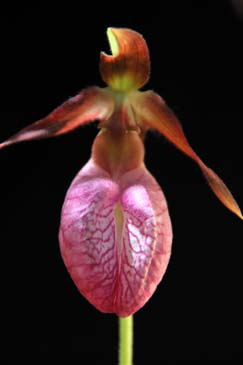 Pink Lady's Slipper Orchid - Monogahela National Forest, West Virginia