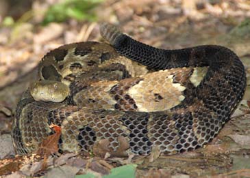 Timber Rattlesnake - Monongahela National Forest, West Virginia