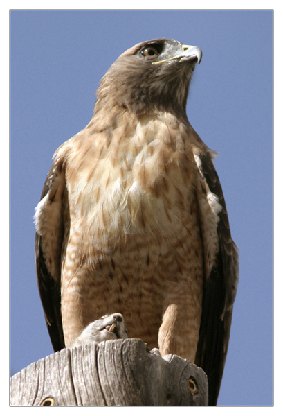 Red-Tailed Hawk With Fresh Kill - Yellowstone National Park, Wyoming