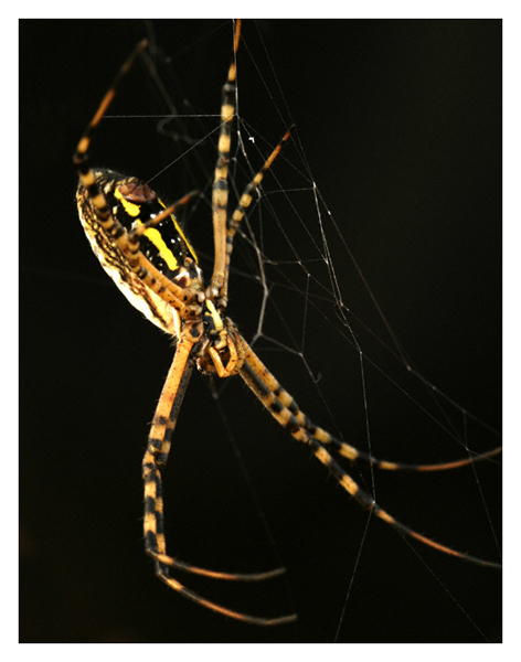 Black and Yellow Argiope Spider - Sterling, Virginia