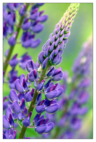 Wild Alpine - Bar Harbor, Maine