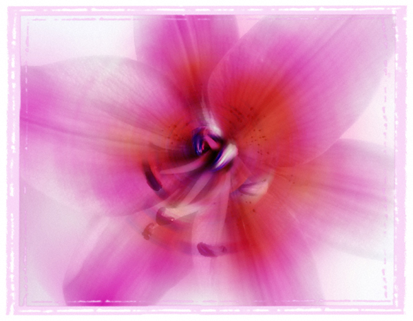 Blurred Flower - Studio