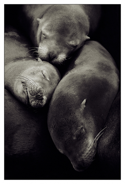 Sleepy Sea Lion Pups - San Francisco, California