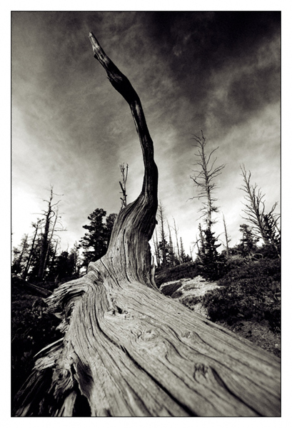 Dead Bristlecone Pine - Black and White - Bryce Canyon National Park, Utah