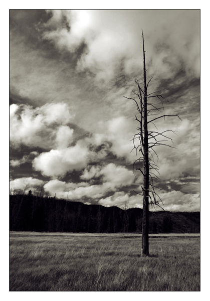 Lone Lodgepole Pine - Yellowstone National Park, Wyoming