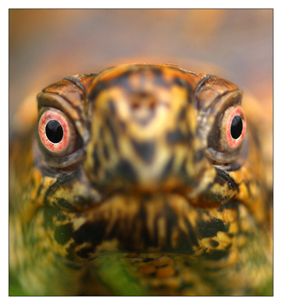 Brave Box Turtle - Vienna, Virginia