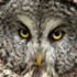 Great Grey Owl - Yellowstone National Park, Wyoming