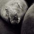 Sleepy Sea Lion Pups - San Francisco, California